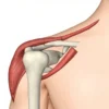 Le grand tubercule de l'humérus : anatomie, fonctions et pathologies
