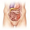 Le mésoappendice : anatomie, vascularisation et importance clinique