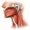 Le muscle constricteur supérieur du pharynx : anatomie, fonction et pathologies