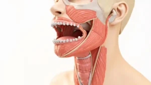 Le muscle crico-thyroïdien : anatomie et pathologies