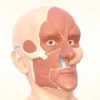 Le Muscle Nasalis : Anatomie, Fonctions et Pathologies