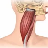 Le muscle stylopharyngien : anatomie, fonction et pathologies