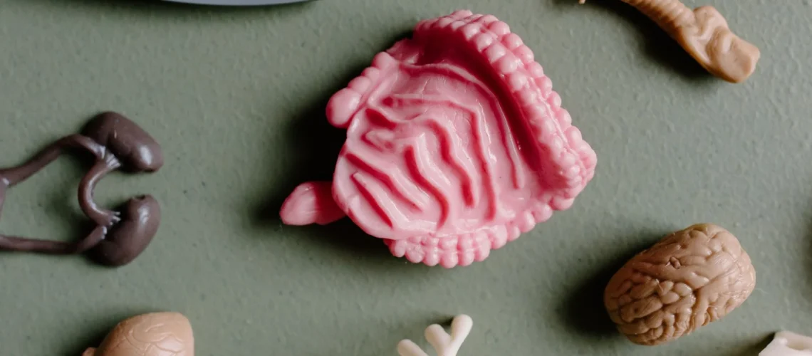 Modèles anatomiques en plastique à visée éducative, dont des organes et des os, disposés à plat pour l'étude.