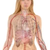 Le poumon droit : anatomie complète, fonctions et pathologies associées