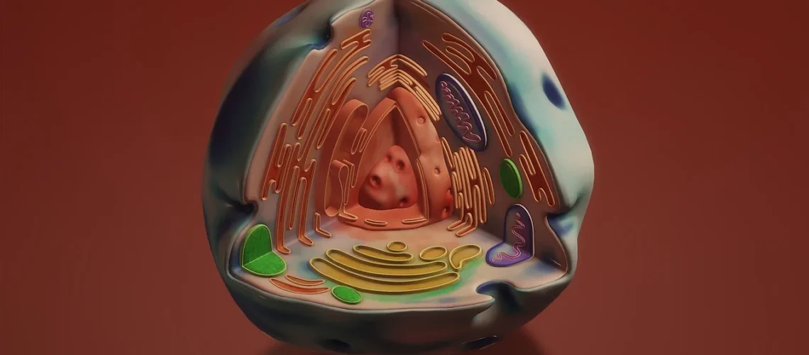 Le réticulum endoplasmique : structure, fonctions et importance en biologie cellulaire
