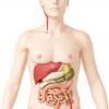Le système parasympathique : anatomie, fonctions et activation