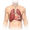 Le Thymus : anatomie, fonctions et rôle essentiel dans l'immunité