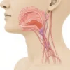 Le Tronc Jugulaire : Anatomie, Fonction et Pathologies du Système Lymphatique Cervical