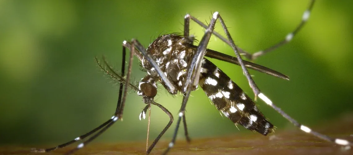 Le virus Barmah Forest : tout comprendre sur cette infection transmise par les moustiques