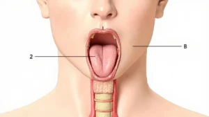 Les glandes salivaires : anatomie, fonctions et pathologies