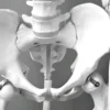 Gros plan sur un modèle médical de squelette pelvien humain, pour l'étude de l'anatomie.