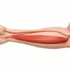 Les veines radiales : anatomie, fonction et importance clinique