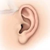 L'organe de Corti : structure, fonction et pathologies