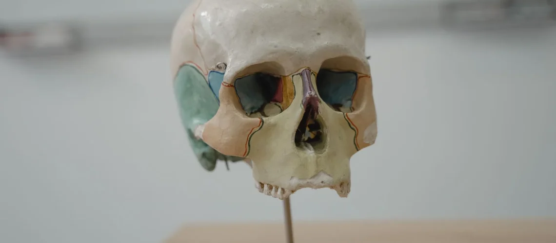 Modèle détaillé de crâne humain utilisé pour l'enseignement de la biologie et de l'anatomie.
