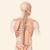 Moelle épinière : anatomie, fonctions et pathologies courantes