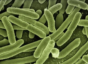 Mycobacterium tuberculosis : la bactérie de la tuberculose