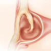 Os lacrymal : anatomie complète, fonctions et pathologies associées