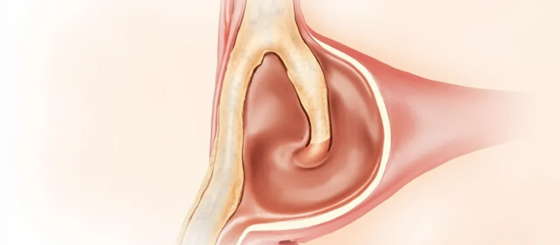 Os lacrymal : anatomie complète, fonctions et pathologies associées