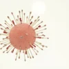 Poxvirus : définition, maladies, transmission et prévention
