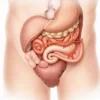Région épigastrique : anatomie, organes et pathologies
