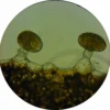 Sarcocystis : comprendre ce parasite méconnu responsable de la sarcocystose