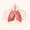 Séquestration pulmonaire : comprendre cette malformation congénitale rare
