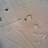 Vue détaillée de diverses particules au microscope, montrant formes et textures.