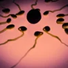 Spermatozoïde : anatomie, production et facteurs de qualité