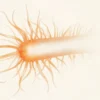 Streptococcus equi : la bactérie de la gourme chez le cheval et ses risques pour l'homme