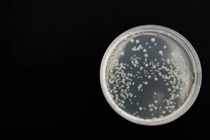 Streptococcus gallolyticus : bactérie et infections