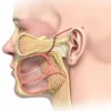 Strie vasculaire : anatomie, fonction et importance dans l'audition
