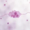 Toxine B de Clostridium difficile : tout comprendre sur ce facteur de virulence majeur