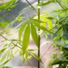 Gros plan sur des feuilles de cannabis luxuriantes montrant une verdure éclatante à la lumière naturelle.