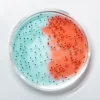 Gros plan sur des cultures de bactéries bleues et rouges vibrantes dans une boîte de Petri.