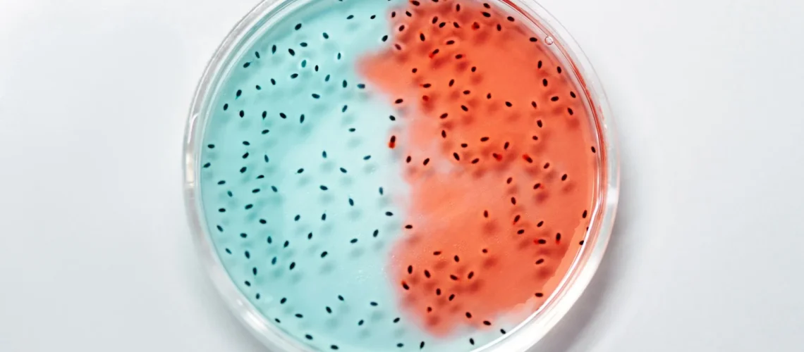 Gros plan sur des cultures de bactéries bleues et rouges vibrantes dans une boîte de Petri.