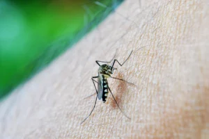 Virus de la Dengue : Symptômes, Diagnostic et Traitement