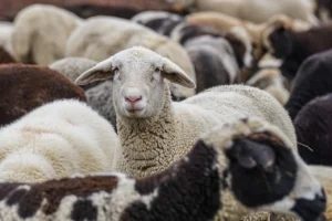 Virus de la langue bleue : maladie animale