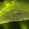 Macrophotographie d'un moustique posé sur une feuille verte, détails complexes