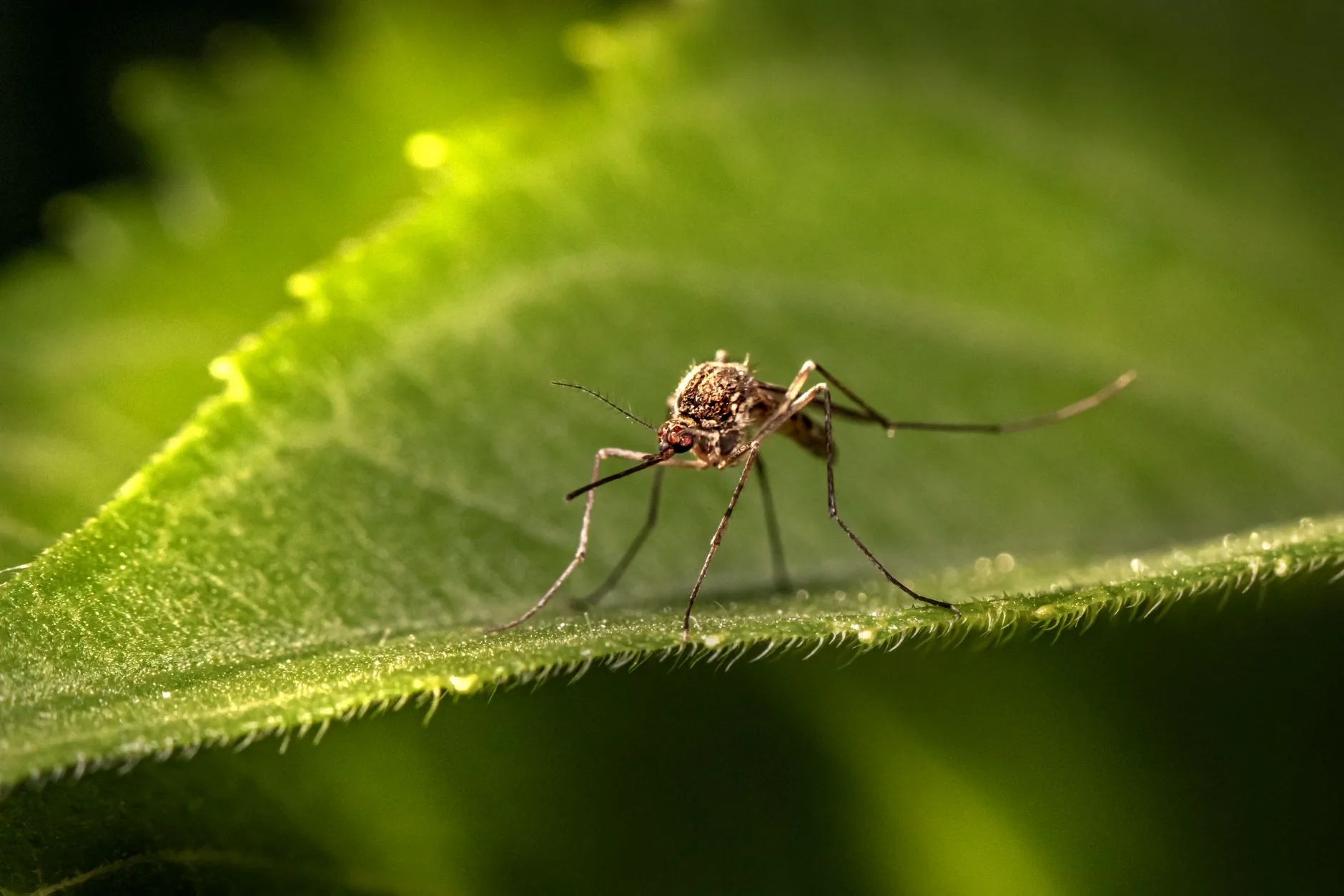 Virus Usutu : comprendre cet arbovirus émergent en Europe