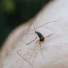 Gros plan d'un moustique piquant la peau humaine, montrant les détails dans un cadre naturel.