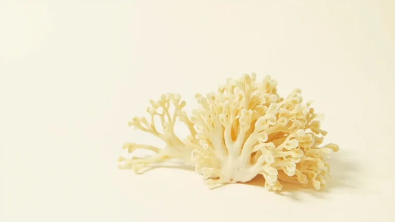Aspergillus terreus : caractéristiques et infections