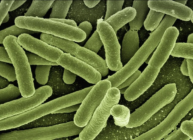 Bacillus anthracis : la bactérie de la maladie du charbon