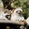 Deux ratons laveurs assis sur une bûche entourés de verdure luxuriante par une journée ensoleillée.
