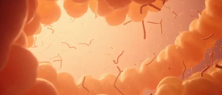 Bifidobacterium : rôle et bienfaits