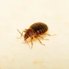 Cimex lectularius : tout savoir sur la punaise de lit