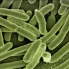 Ewingella : tout savoir sur cette bactérie opportuniste rare