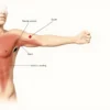 Faiblesse musculaire : causes, symptômes, diagnostic et traitements