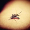 Filariose lymphatique : causes, symptômes, diagnostic et traitement