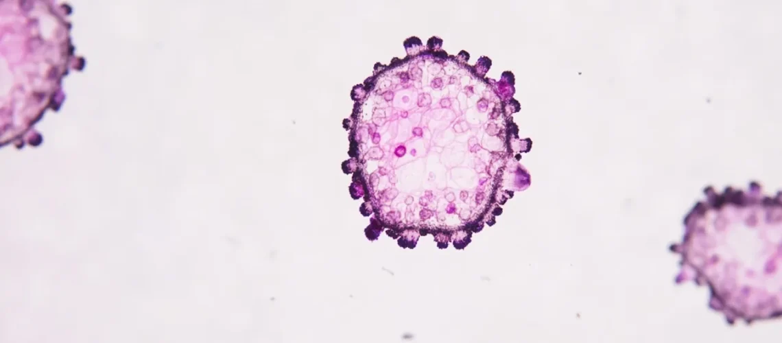 HTLV-2 : tout savoir sur ce rétrovirus humain méconnu