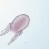 Kocuria : tout savoir sur cette bactérie opportuniste